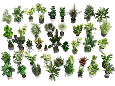 现代花盆盆景盆栽植物