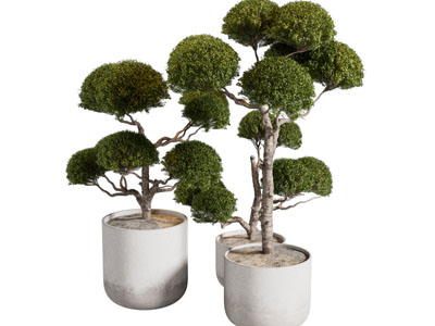 现代花盆 盆景盆栽植物