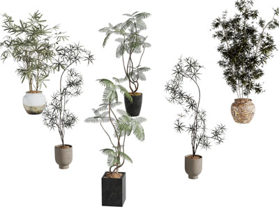 现代花盆盆景盆栽植物