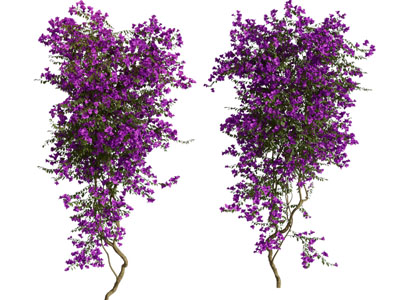 现代紫色花朵的藤蔓植物