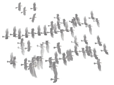 现代飞翔的鸟群 飞行动物3d模型 现代飞翔的鸟群 飞行动物