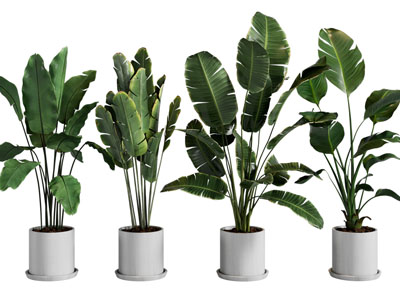 现代花盆盆景盆栽植物