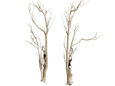 现代枯干的树干 树枝 树木