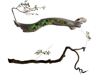 现代枯木多肉绿植摆件 旧木头 枯树