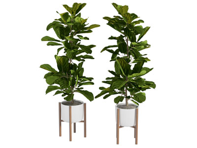 现代花盆盆景盆栽植物