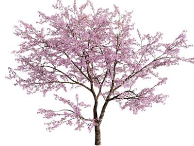 现代粉色花朵的树木