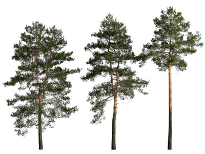 现代松树 景观树木