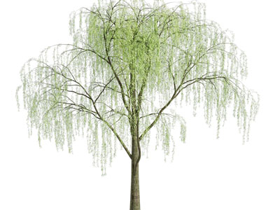 现代垂丝柳树3d模型 现代垂丝柳树
