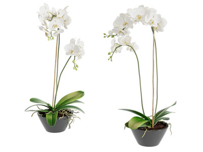 新中式蝴蝶兰盆景盆栽植物