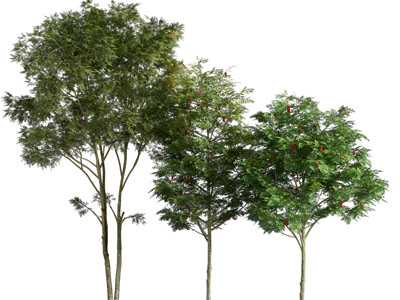 现代道旁树木3d模型 现代道旁树木