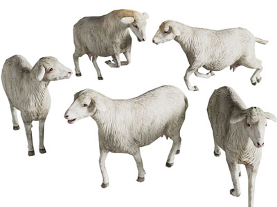 现代绵羊 爬行动物