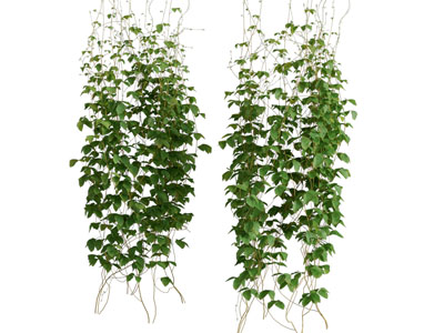 现代藤蔓植物3d模型 现代藤蔓植物