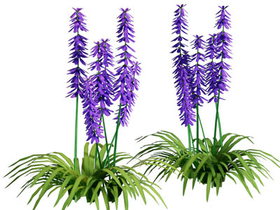 现代薰衣草花卉花草植物3d模型 现代薰衣草花卉花草植物