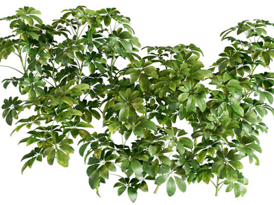 现代灌木植物3d模型 现代灌木植物