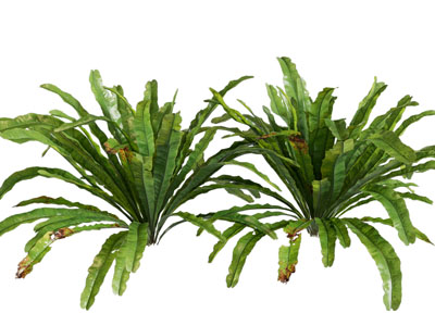 现代花草植物3d模型 现代花草植物