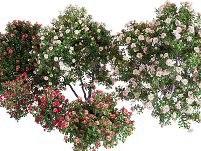 现代开满花朵的灌木 花树 植物