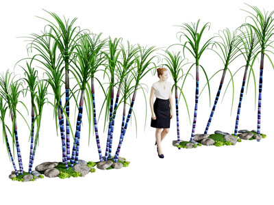 现代甘蔗 花草植物3d模型 现代甘蔗 花草植物