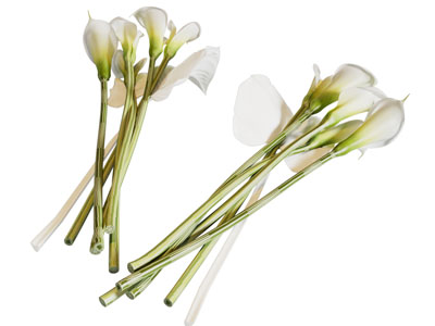 现代马蹄莲花卉3d模型 现代马蹄莲花卉