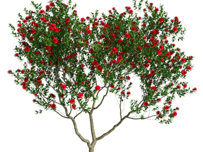 现代开着红花的景观树木3d模型 现代开着红花的景观树木