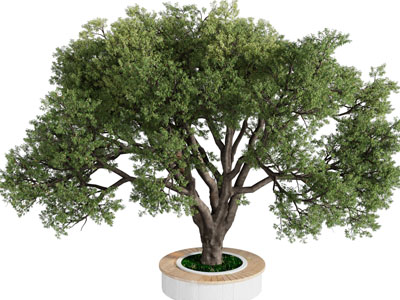 现代花池景观树木3d模型 现代花池景观树木