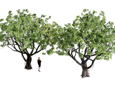 现代景观树木3d模型 现代景观树木