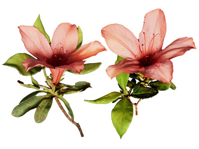 现代花卉花草植物3d模型 现代花卉花草植物