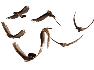 现代飞翔的鸟 飞行动物3d模型 现代飞翔的鸟 飞行动物