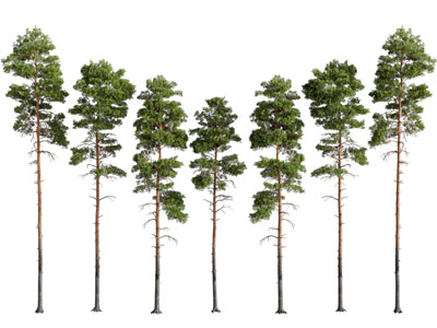 现代景观树木3d模型 现代景观树木