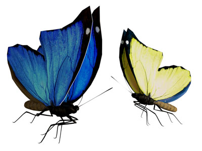 现代蝴蝶 昆虫 飞行动物3d模型 现代蝴蝶 昆虫 飞行动物