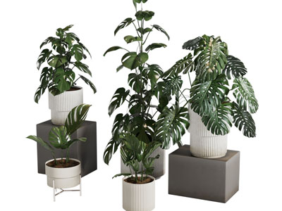 现代花盆盆景盆栽植物3d模型 现代花盆盆景盆栽植物