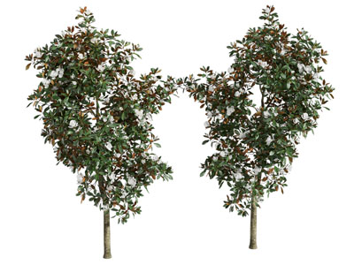 现代景观树木3d模型 现代景观树木