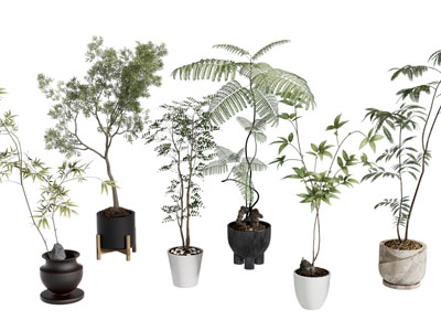 现代花盆盆景盆栽植物3d模型 现代花盆盆景盆栽植物