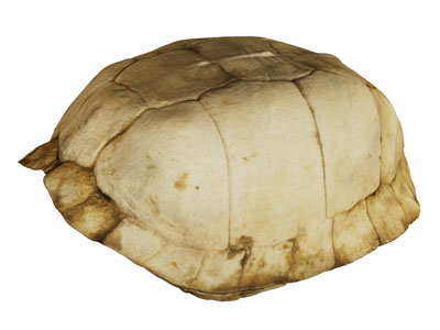 现代鳖壳 龟壳 龟甲