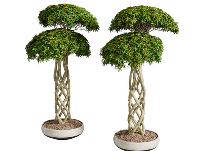 现代花盆树木盆景盆栽植物3d模型 现代花盆树木盆景盆栽植物