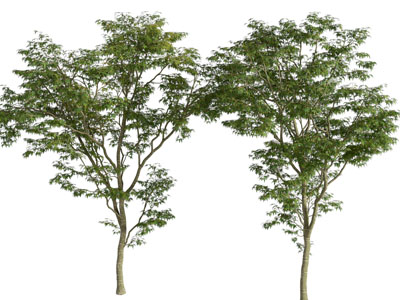 现代景观树木3d模型 现代景观树木