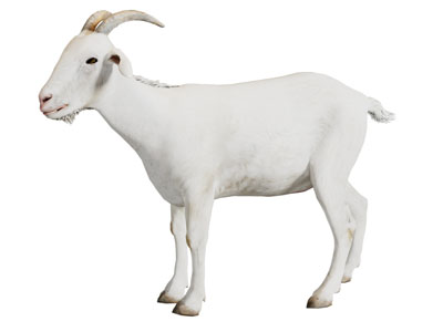 现代山羊 爬行动物