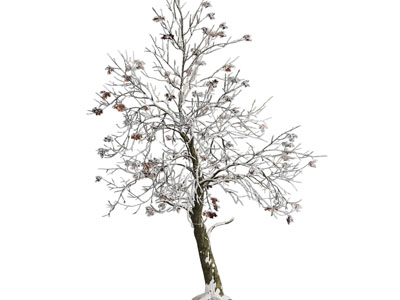 现代盖满白雪的树木3d模型 现代盖满白雪的树木