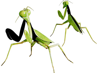 现代螳螂 昆虫 爬行动物