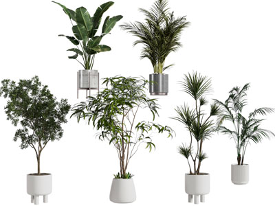 现代花盆盆景盆栽植物3d模型 现代花盆盆景盆栽植物