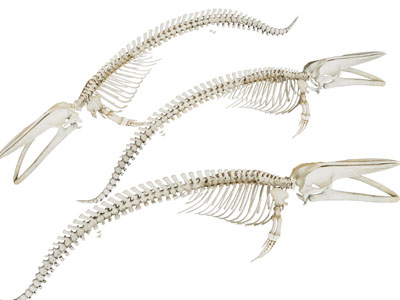 现代骨骼 动物骨架 鲸鱼骨架3d模型 现代骨骼 动物骨架 鲸鱼骨架