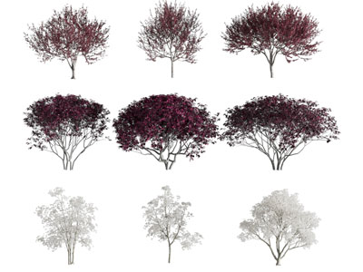现代灌木丛植物3d模型 现代灌木丛植物