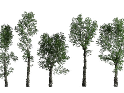 现代景观树木3d模型 现代景观树木