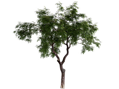 现代景观树木3d模型 现代景观树木