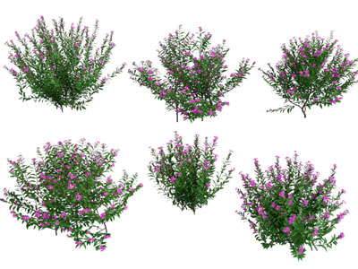 现代开着花朵的灌木 花草花卉植物3d模型 现代开着花朵的灌木 花草花卉植物