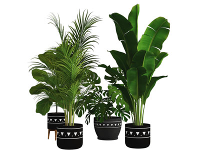 现代花盆盆景盆栽植物3d模型 现代花盆盆景盆栽植物