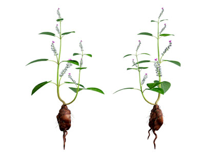 现代带着根茎的中草药 花草植物3d模型 现代带着根茎的中草药 花草植物