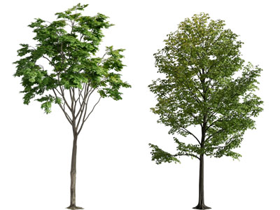 现代道旁景观树木3d模型 现代道旁景观树木