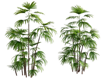 新中式竹子植物3d模型 新中式竹子植物