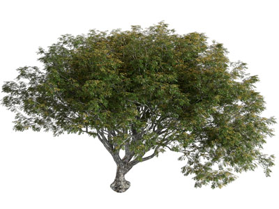 现代景观树木3d模型 现代景观树木