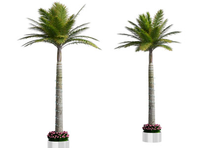 现代椰子树 景观树木3d模型 现代椰子树 景观树木